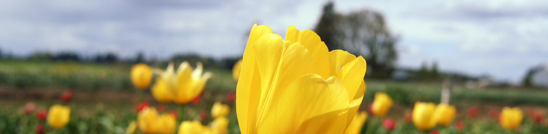 tulip