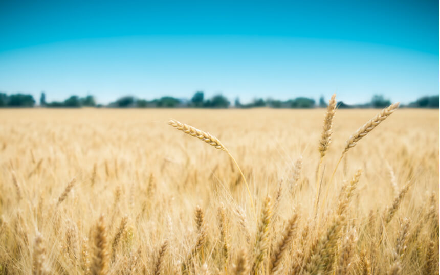 Droogte zorgt voor lagere productie en hogere prijzen