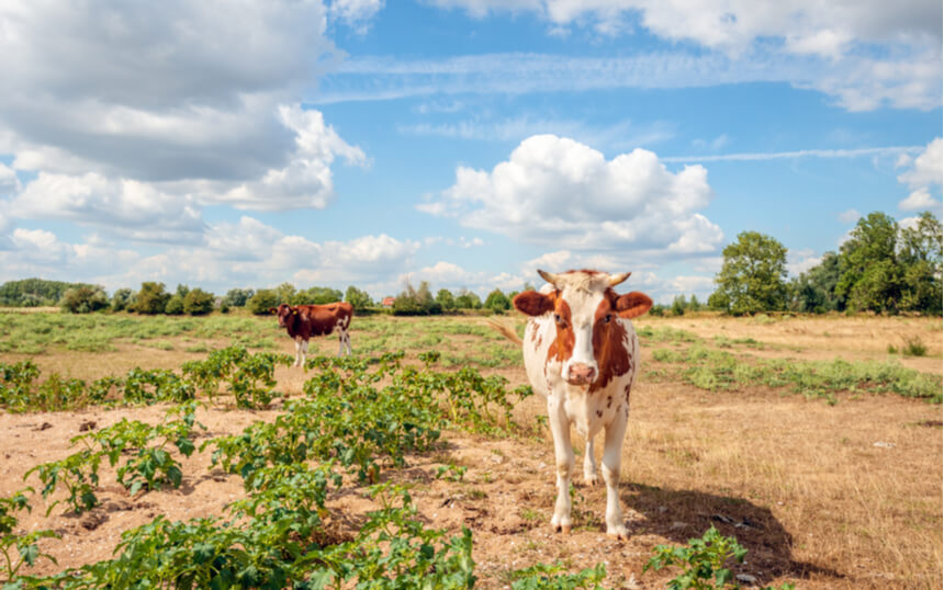 Zomer van 2019 is niet de zomer van 2018