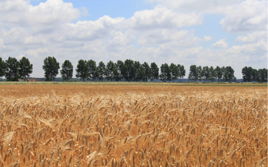 Schaarste en hoge prijzen verstevigen liquiditeitspositie akkerbouw