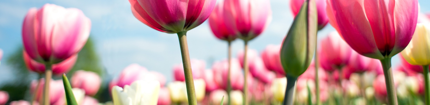Tulpen