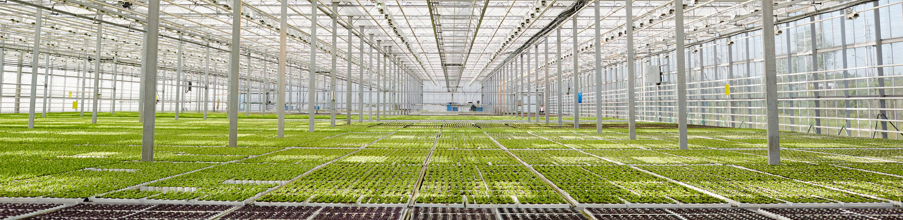 Uitvoer tuinbouwkassen ondanks corona structureel omhoog