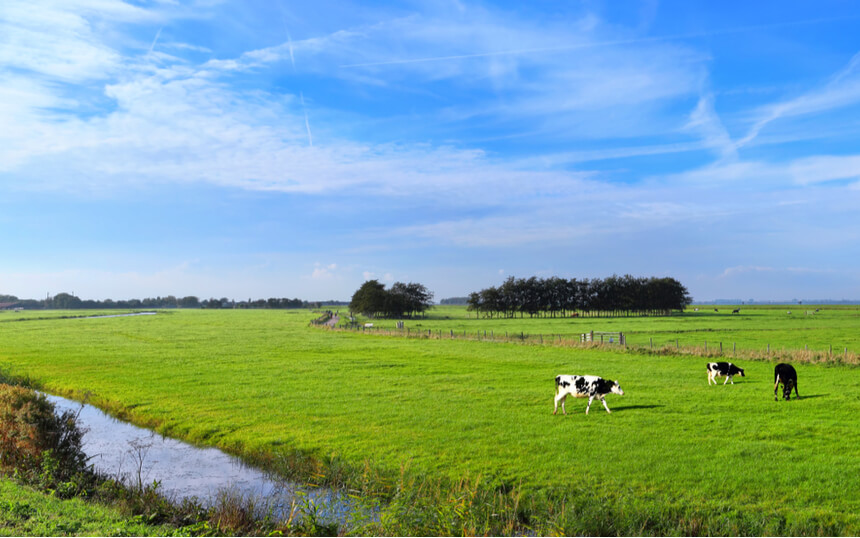 Melkveehouderij in afwachting van impact droogte